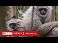 Owa Jawa: Mengembalikan keluarga Owa ke hutan Gunung Puntang - BBC News Indonesia