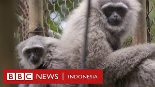 Owa Jawa: Mengembalikan keluarga Owa ke hutan Gunung Puntang - BBC News Indonesia