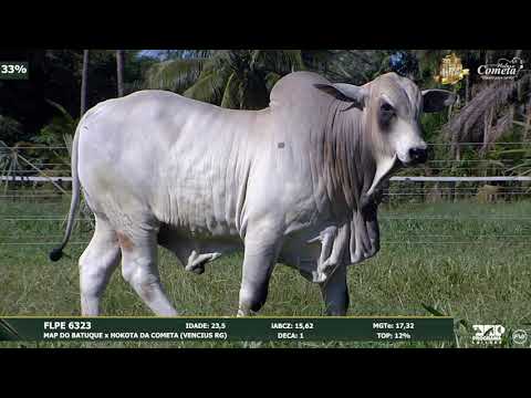 Nelore Cometa | 17º Leilão | Touros | Lote 118