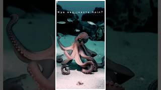 Octopus Ke 3 Dil Hote Hain 😱