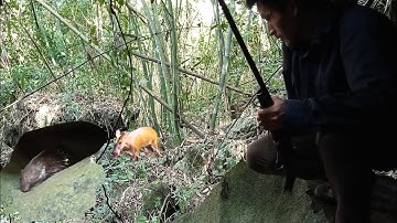 yos hav zoov tua nploos hauv qhov tsua