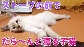 子猫がストーブの前でだら〜んと寝ころぶ＆飼い主とじゃれる動画