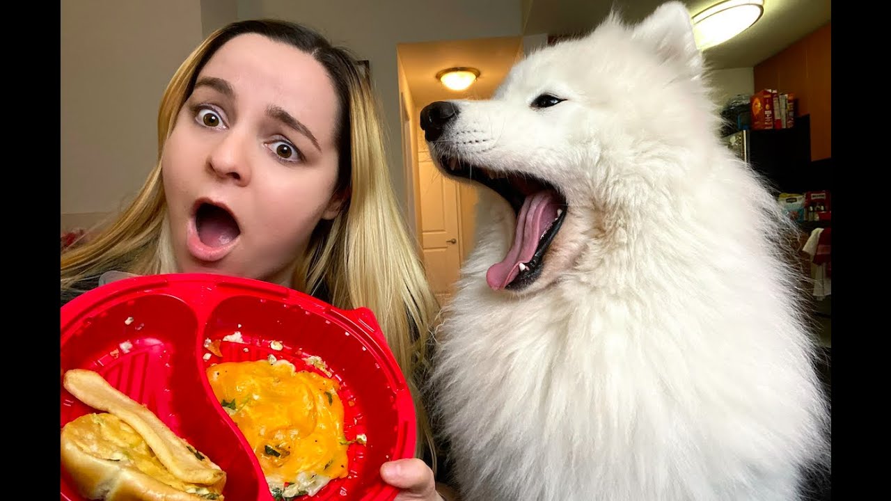 DOG TRIES STEALING MY BURGER!!