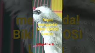 Download Lagu Suara Trucukan ROPEL PANJANG menggoda Bikin Emosi Trucuk ikut Bunyi #Shorts MP3