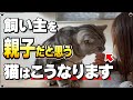 【信頼の証拠】猫が飼い主を親子だと思っているサイン"7選"【保護猫】