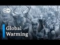 Global Warming threatens reindeers in Norway | DW Feature