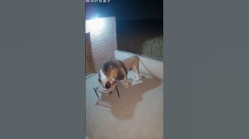 Man Trying to save himself From Lion 🦁