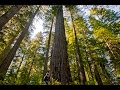 Giant Trees!  Motorcycling Across Country Day 2