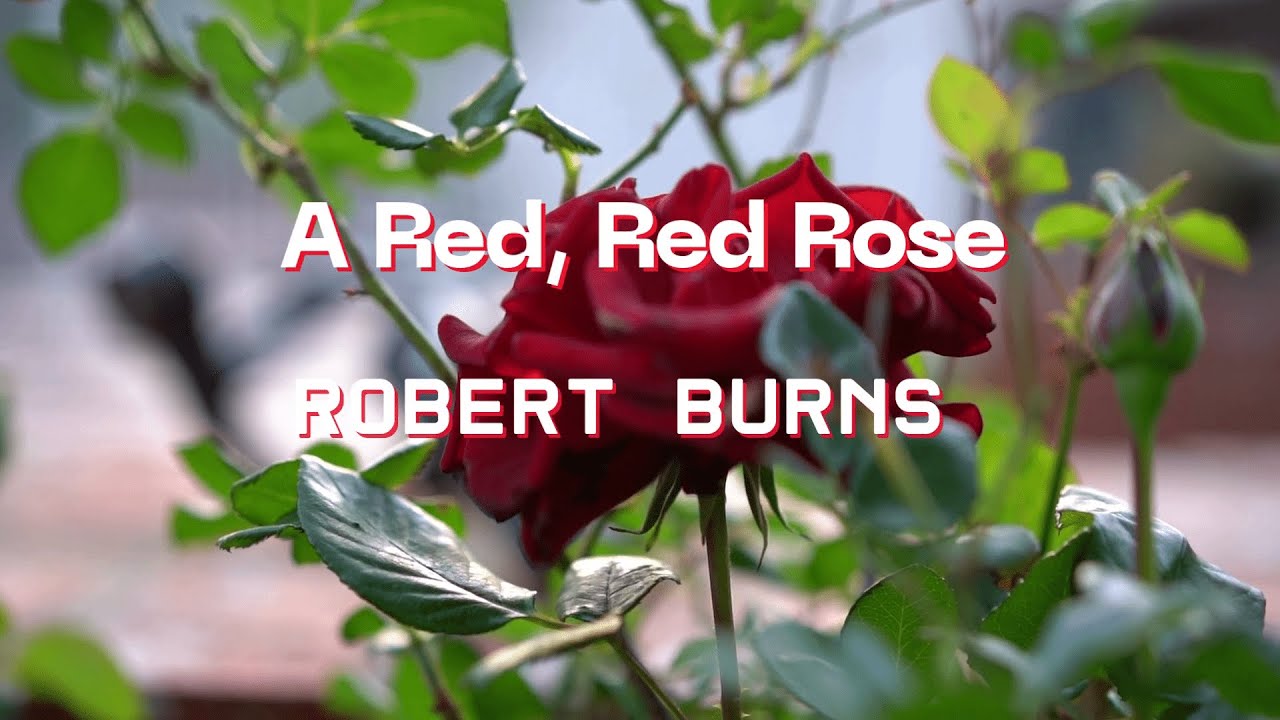 A Red, Red Rose.  Robert Burns. A Beautiful Recital with Subtitles.