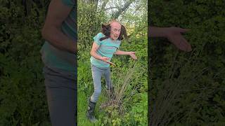 New Trees Bud Slowly #treeplanting #rewilding #bareroot #permaculture #gardening #reforestation #cat