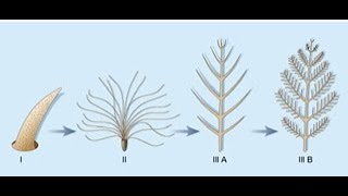 Formed to Fly - Feathers From Scales Impossibility. Dr. David Menton. Origins. Creation Evidence.