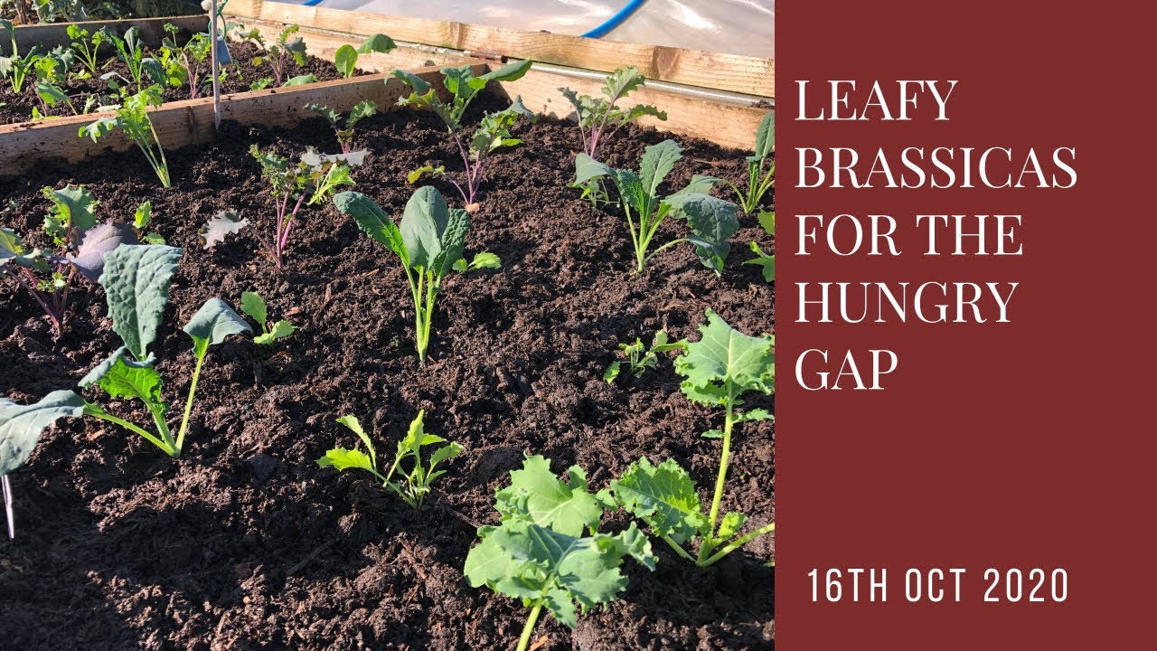 Late kale for harvest in the Hungry Gap what to plant in October