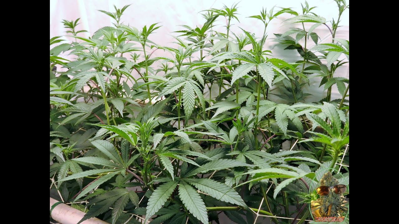 After Dark Apple Fritter Oreoz Slurty 3 ZE Chem Day 7