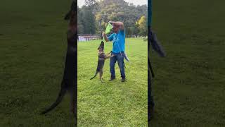 Bite strength