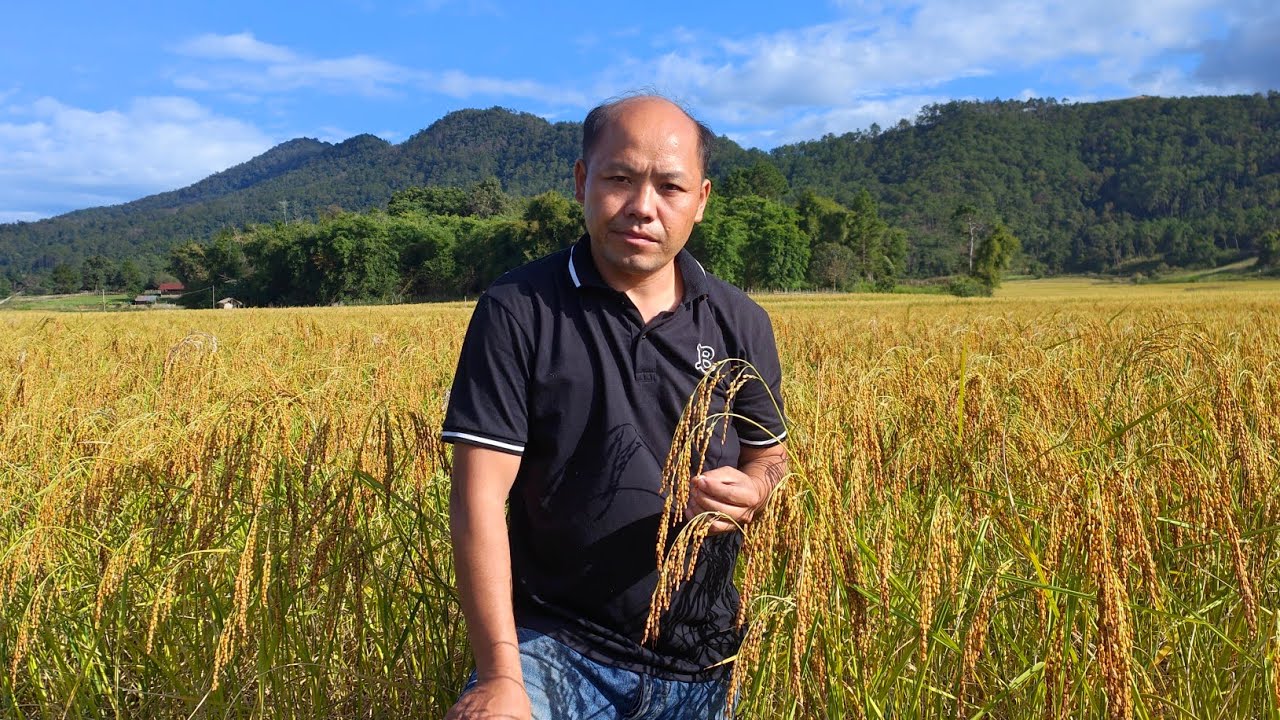 nplej siav zoo nkauj tiag22 li os
