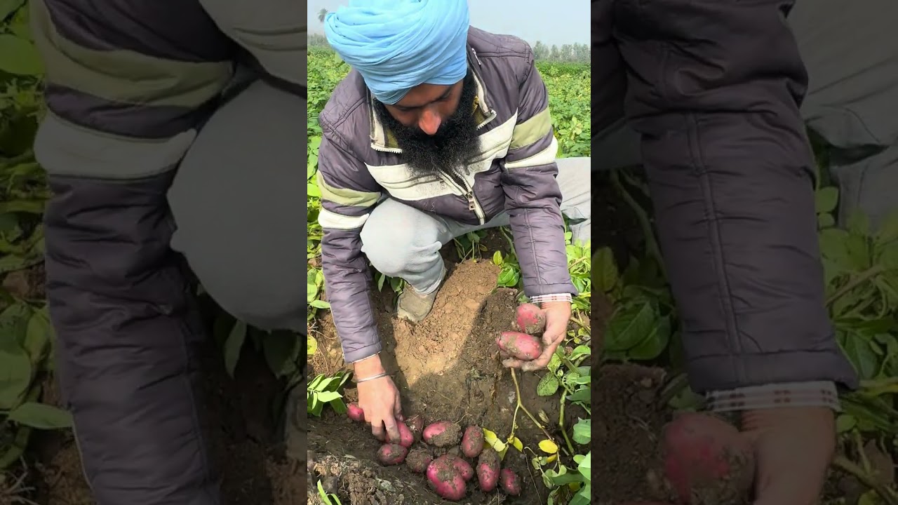 Amrinder Singh. Village. Saidapur. SHB (m). HR.  product used. Excellent Result Farmer is very Happy