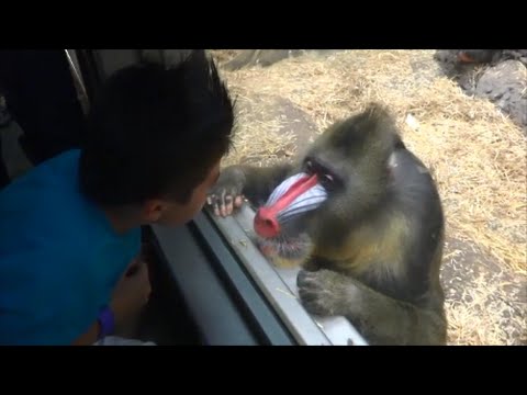 monkey-makes-funny-faces