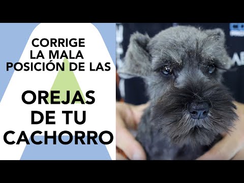 Video: Cómo Pegar Orejas De Fox Terrier