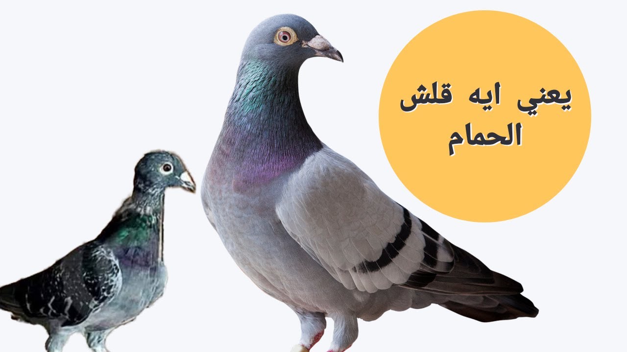 يعني ايه قلش الحمام ؟وازاي تتعامل مع الحمام في الفتره ديه#حمام#بلكونتي