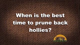 Q&A – When is the best time to prune back hollies?
