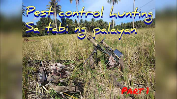 PEST CONTROL HUNTING sa tabi ng Palayan /ronda for spots || pcp air rifle || spotted dove hunting P1