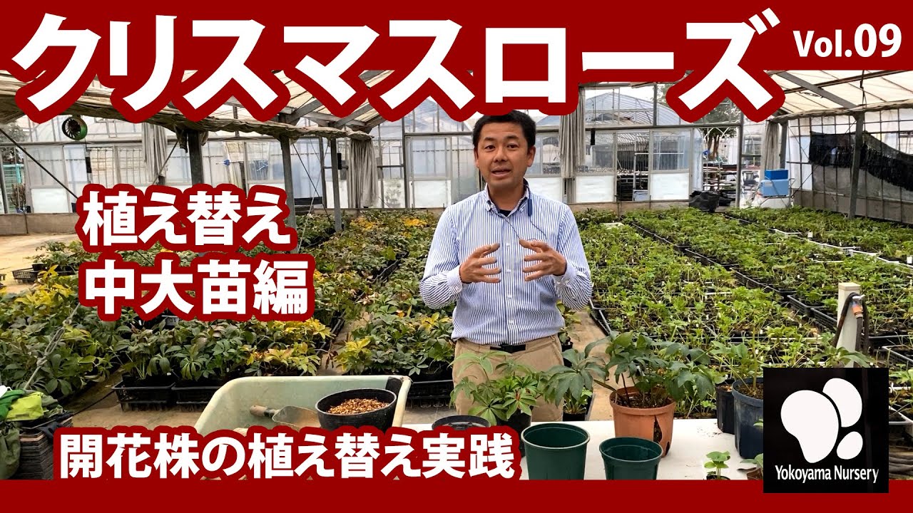 クリスマスローズ (9) 植え替え 中大苗編 ◇横山園芸 公式◇【2021