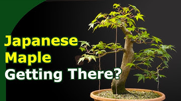 3 Years Japanese Maple Bonsai Setting the Bones