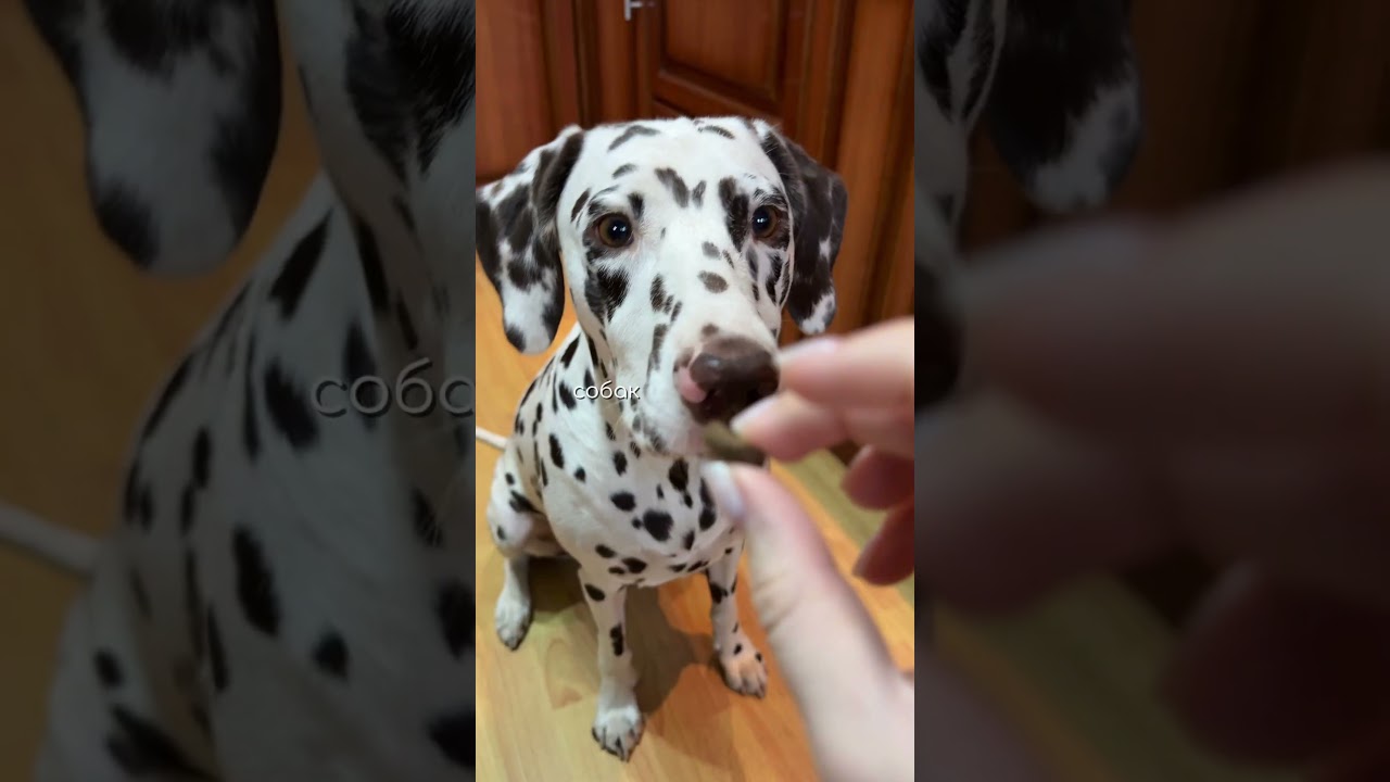 А если вы тоже в поисках корма с проверенным составом - наш я покупаю на wb, артикул #WW235003