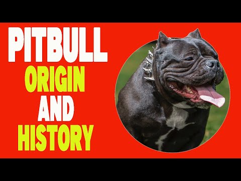 Pitbull: Origin And History