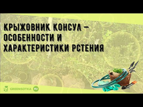 Крыжовник Консул — особенности и характеристики рстения