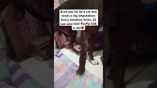 Brad needs a leg amputation after being hit by a car. Any donation help. PayPal in bio