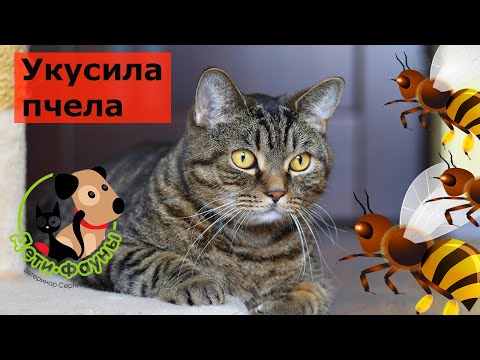 Кошку (собаку) укусила пчела, первая помощь