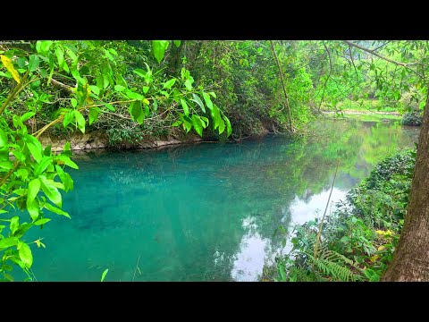 Gentle River Flow In The Forest And Beautiful Birds Chirping Soothing Nature Ambience Nature Sound
