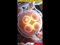 When Does Pregnancy Actually Begin? | The Hidden Start of Human Life Explained