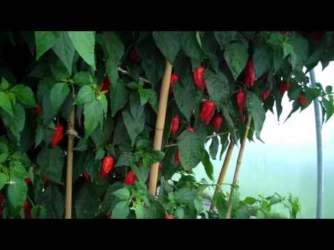 How we grew a giant Dorset Naga plant - video from Sea Spring Seeds