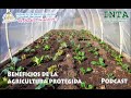 Beneficios de la agricultura protegida