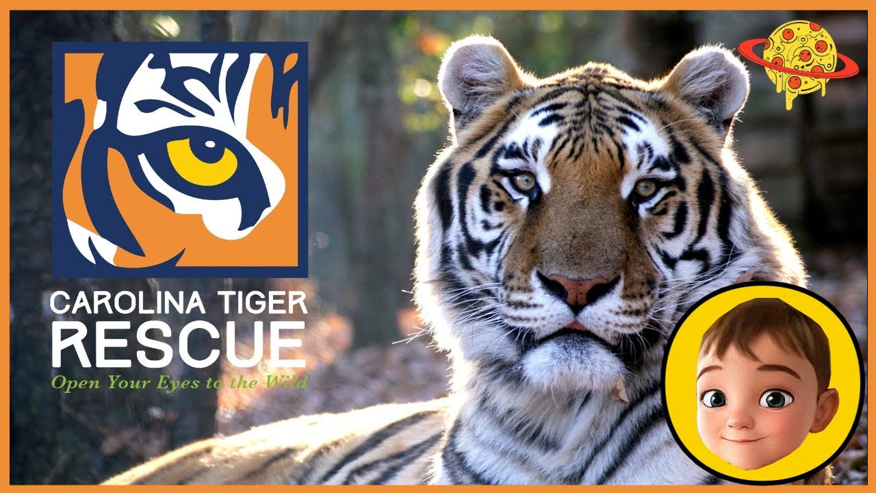 Carolina Tiger Rescue - YouTube
