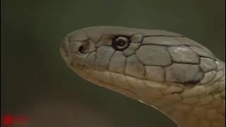 King Cobra Vs Elephant Fight To Death