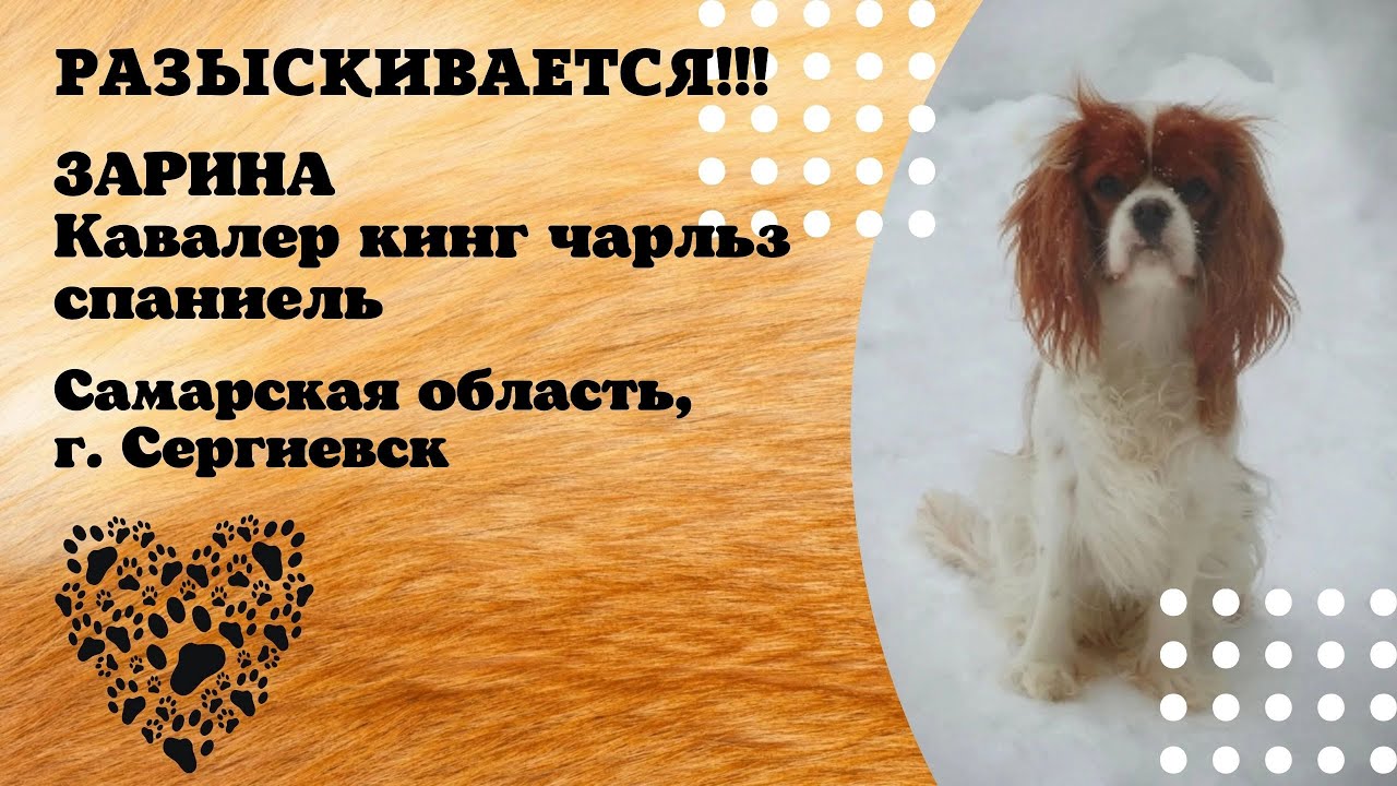 Пропала собака! ЗАРИНА. Кавалер кинг чарльз спаниель. Самарская область ...