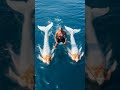 Actual footage: Somewhere in the Atlantic ocean clowning x4. 8Ball & MJG vinyl available 🤘🏾
