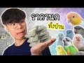 ราคานกในบ้าน แต่ละตัวราคาเท่าไรบ้าง? และภาพวัยเด็ก | My PET EP.28