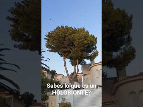 sabes lo que es un HOLOBIONTE? YouTube