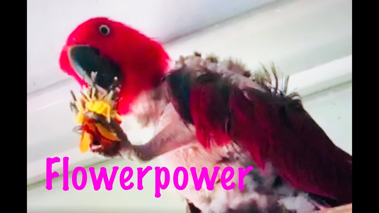 Bella Foraging at pds sanctuary [eclectus parrot] - YouTube