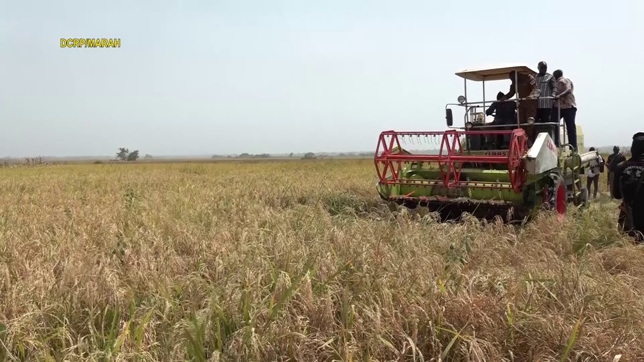 Les fruits de l'offensive agricole au Burkina Faso
