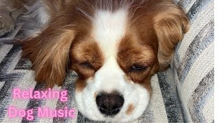 Relaxing Music TV for Dogs, Cats, Birds… & Human 💜