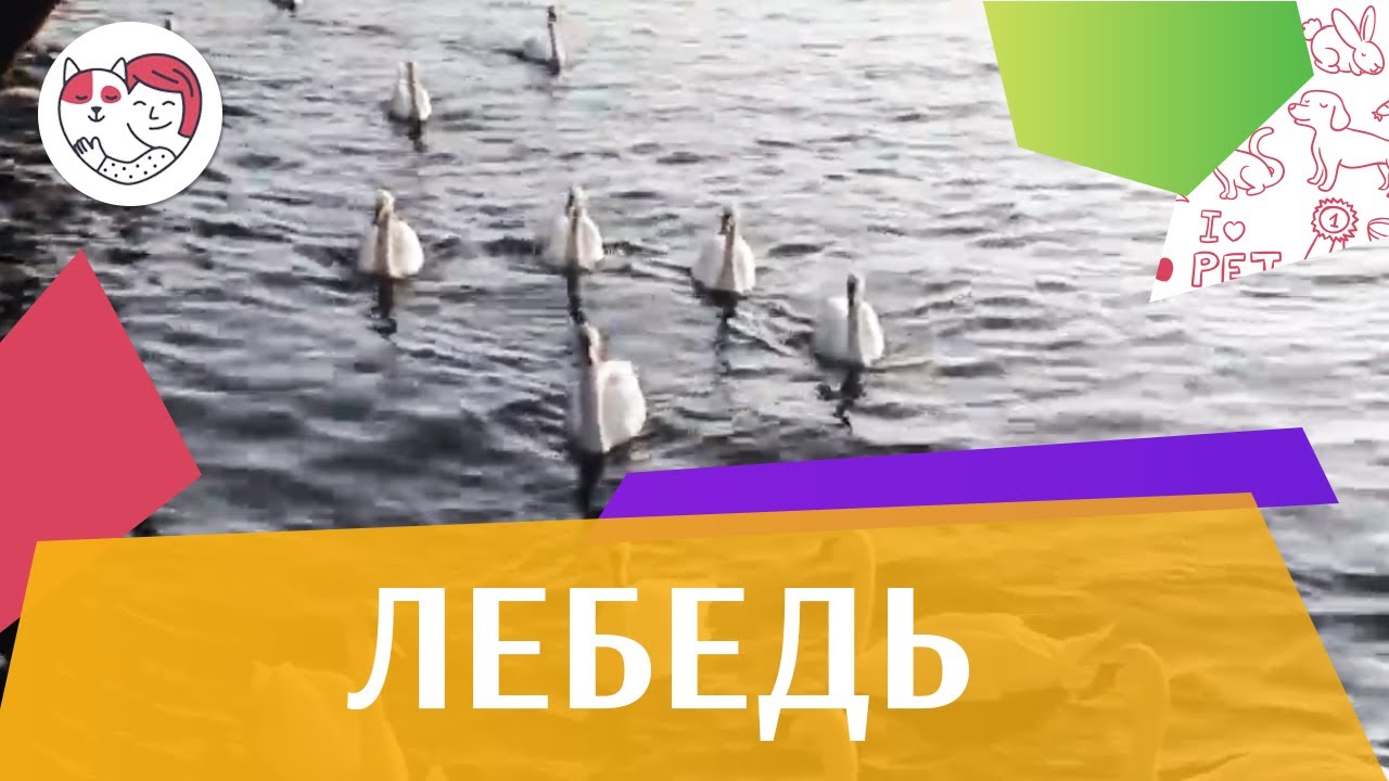 питомцы кукол лол Лебедь Ареал обитания на ilikepet