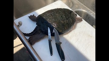 How To Clean A Snapping Turtle (WARNING: Very Graphic!)