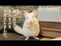 ホワイトチンチラがやってきた。No.156