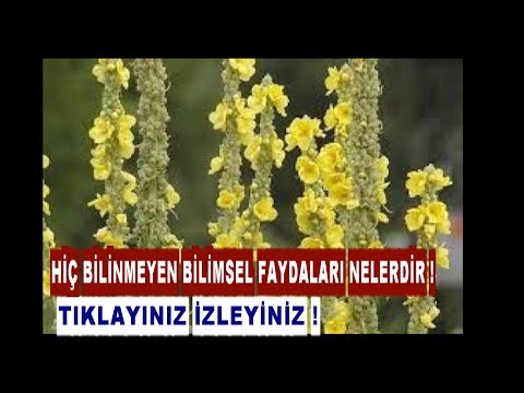 Video: Tatlı İlkbahar Otu Nedir: Manzaralarda Tatlı Vernal Hakkında Bilgi Edinin