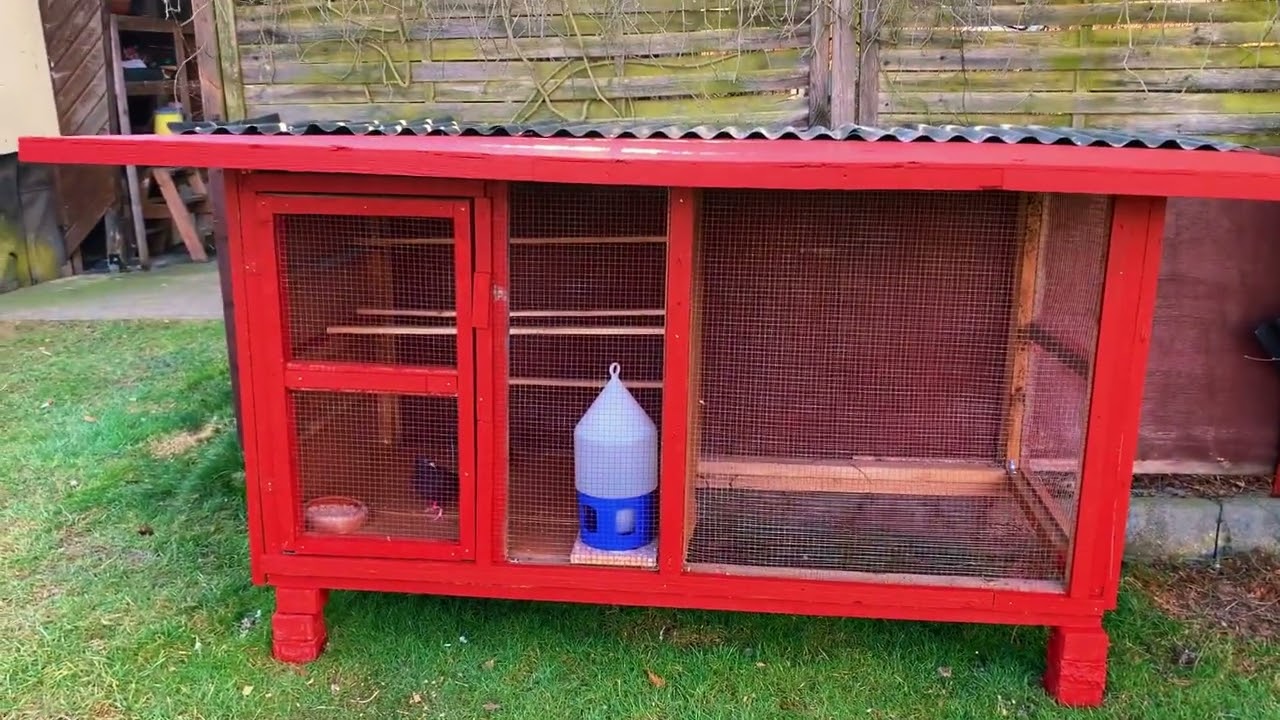 صورت طيور فراخ زاجل صورت طيور الوت 🥰